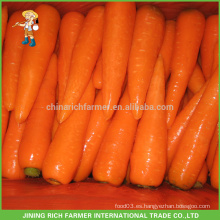 En línea Reserva Bajo Precio Chinese Vegetables Fresh Carrot S / M / L Tamaño Carton Caja Para Exportación